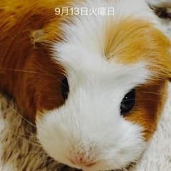 ユウヤサマ専用のサムネイル