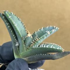 812 アガベ チタノタ 白幽霊 台湾ゴジラ 強白棘 - メルカリ