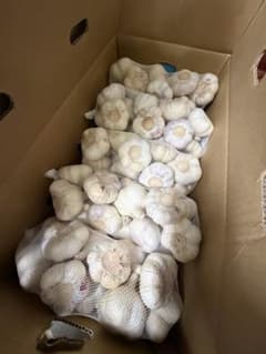 新物 令和8年度産 青森県産 福地ホワイト六片 生にんにく L 玉