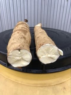 徳之島産キャッサバ生芋イエロー20キロ入り - メルカリ