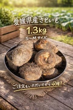 愛媛県産 里芋 1.3kg S〜Lサイズのサムネイル
