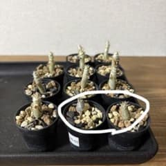 二株セット】パキポディウム グラキリス実生株一年目 B級 - メルカリ