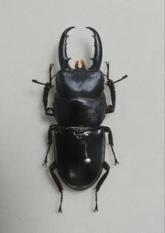 ハチジョウヒラタクワガタ　標本（オス2頭）のサムネイル