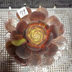 78#観葉植物 アエオニウム錦❤️花月夜錦❤️1大頭11cm 拔き苗 79 #観葉植物 アエオニウム錦❤️花月夜錦❤️1大頭12cm 拔き苗 - メルカリ