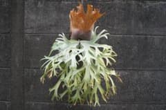 P.willinckii ' 月光爪哇 ' OC - メルカリ