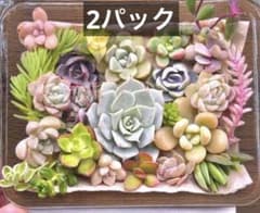 【2パック分】多肉弁当★カット苗セットのサムネイル