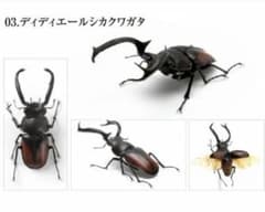 生き物大図鑑 ディディエールシカクワガタのサムネイル