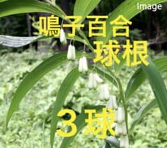 鳴子百合　球根３球 鳴子百合 球根3球 - メルカリ