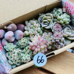 66 多肉植物 多肉弁当 詰め合わせ 寄せ植え セット カット苗 韓国苗