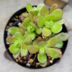 多肉植物 アエオニウム サンデルシー②◇抜き苗◇ - メルカリ