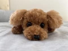 【専用】トイプードル編みぐるみ（植毛）　犬 【伏せポーズ】ベージュ トイプードル編みぐるみ（植毛）犬 【伏せポーズ】 - メルカリ