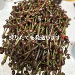 採りたて発送、みずの実大小混じり250g以上です。のサムネイル