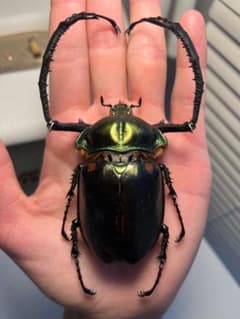 European】ヤンソニーテナガコガネ カメムシサシガメ甲虫昆虫標本