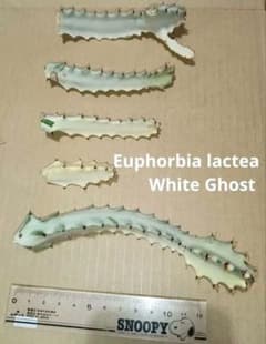ホワイトゴーストのサムネイル