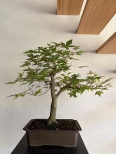 山もみじ　盆栽　双幹　紅葉　樹高45㎝ 山もみじ 盆栽 双幹 紅葉 樹高45㎝ - メルカリ