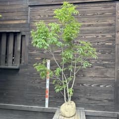 アオダモ/大株立ち【現品発送】管理80557 - メルカリ