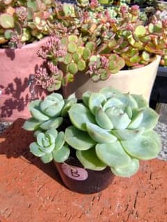 多肉植物☆B ピンククリスタルローズ☆ 抜き苗のサムネイル