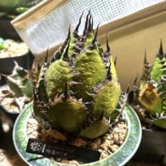 アガベ ホリダ 陽炎 S級選抜株 ボールタイプ ドワーフ 優良血統 直子