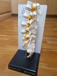 脊椎模型のサムネイル
