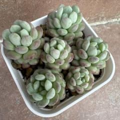 多肉植物 萌豆 抜き苗のサムネイル