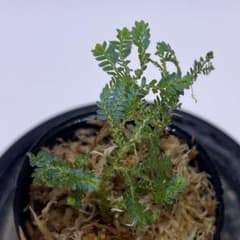 Selaginella willdenowii セラギネラ　ウィルデノウィーのサムネイル