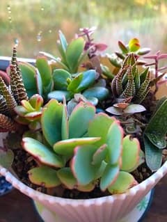 多肉植物 渋めの寄せ植え 抜き苗 胡蝶の舞 十二の巻 花月 桃色カリシア 子宝等のサムネイル