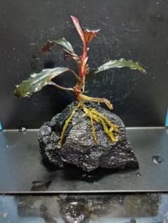 ブセファランドラspゴースト2011-2012ナカモト大株(水中葉) - メルカリ