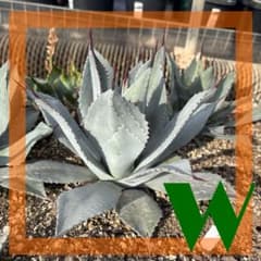 Agave parryi ssp. parryi アガベ パリー - メルカリ