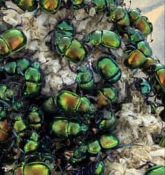 標本　オオセンチコガネ (ミドリセンチコガネ) 20頭のサムネイル