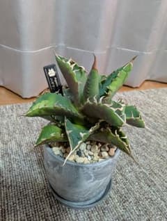 アガベ 鉢植えのサムネイル