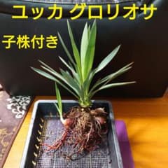 m80304514145_1.jpg?1712919027