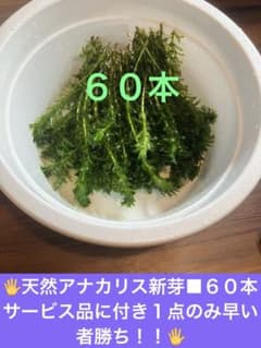 天然アナカリス新芽○60本‼️⚠️翌日地域の方のみ⚠️翌々日地域は