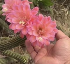 多肉植物 花サボテン 金紐シリーズ アイボ (カキコ.根がない) - メルカリ