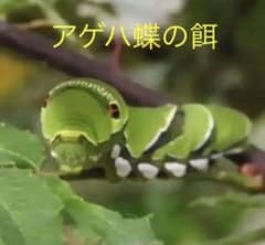 アゲハ蝶幼虫の餌 山椒の葉 枝付き 100枚 - メルカリ