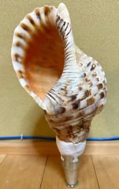 蔵出し大型38㎝修験道法螺貝 山伏　密教　ほら貝　ホラガイ 蔵出し修験道 山伏 法螺貝 ほら貝 ホラガイ - メルカリ
