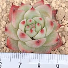 多肉植物 抜き苗 桃太郎のサムネイル