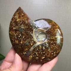 ★貴重－アンモナイト縫合線オパール化石標本B0629/YS/99A ☆貴重－アンモナイト縫合線オパール化石標本B0629/YS/99A - メルカリ