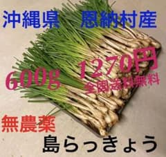 恩納村産 島らっきょう 600gのサムネイル