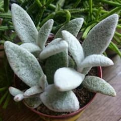 福兎耳(多肉植物)のサムネイル