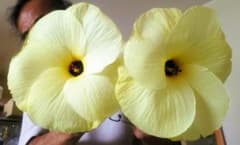 花オクラの種3-8[ 農薬無使用]のサムネイル