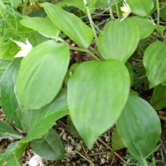 チゴユリ　根付き苗　山野草　観葉植物　植物　多肉植物のサムネイル