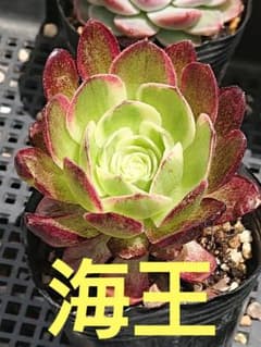 多肉植物アエオニウム錦❤️海王❤️ 多肉植物アエオニウム錦❤️海王❤️ - メルカリ
