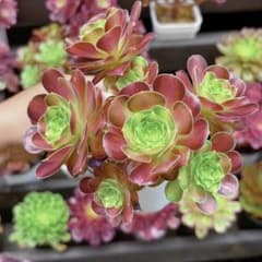写真現物 韶華 抜き苗 アエオニウム 多肉植物 4号鉢 - メルカリ