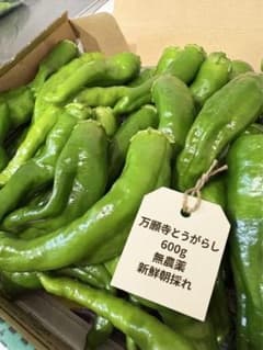 【新鮮・朝採れ】万願寺とうがらし 約600gのサムネイル