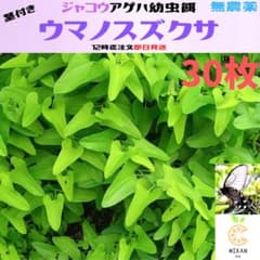 ウマノスズクサ 茎付き葉っぱ 30枚 ジャコウアゲハ 幼虫 餌 - メルカリ