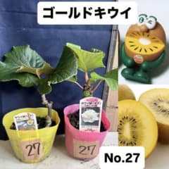 ゴールドキウイ　雄雌セット　No.27のサムネイル
