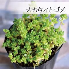 多肉植物【オカタイトゴメ】セダム ポットごと or 抜き苗 6㎝ポット