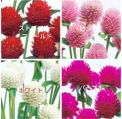Flower seeds: Gomphrena globosa (4 colors mixed)