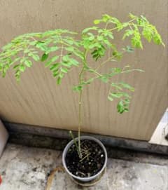 モリンガ 苗木 鉢植え 高さ約85cmのサムネイル