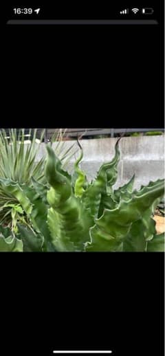 アガベ　ベルビル　ローガンカルホーン　ドワーフ　地植えのサムネイル
